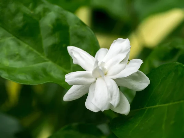 Hvid af jasmin blomst . - Stock-foto