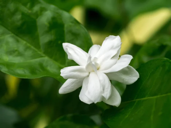 White of jasmine flower. — Stock Photo, Image