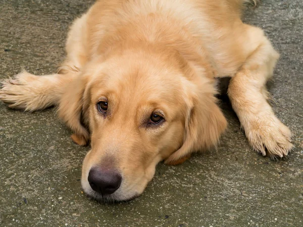 Close-up van golden retriever zoekt. — Stockfoto