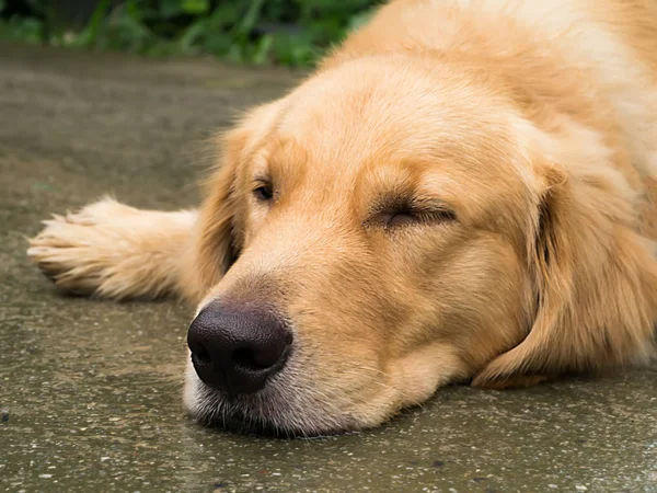 Närbild av golden retriever sover. — Stockfoto