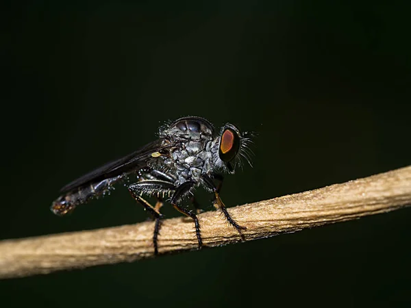 Крупный план мух — стоковое фото