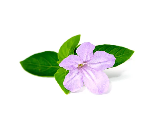 Flores púrpuras sobre fondo blanco con hojas verdes . —  Fotos de Stock