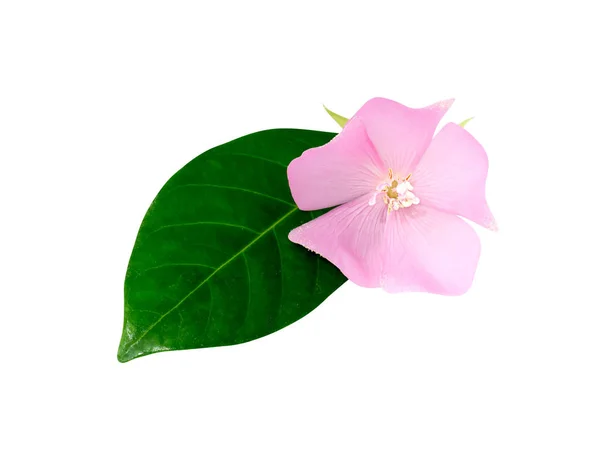 Pink Dombeya flower on white ground. — Stock Photo, Image