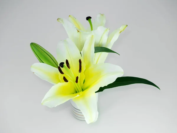 柔らかい黄色のユリの花のクローズ アップ. — ストック写真