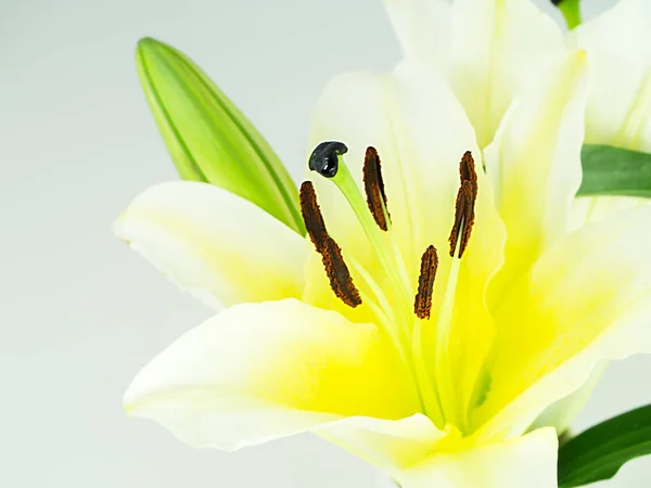 Close up of soft yellow lily flower. — Stock Photo, Image