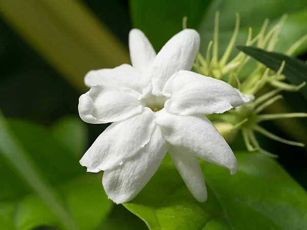 Witte jasmijn bloem. — Stockfoto