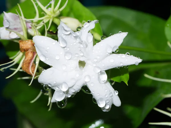 Blanco de flor de jazmín . —  Fotos de Stock