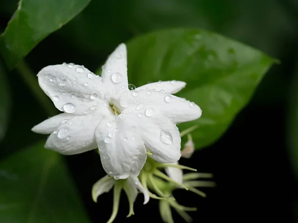 White of jasmine flower. — Stock Photo, Image