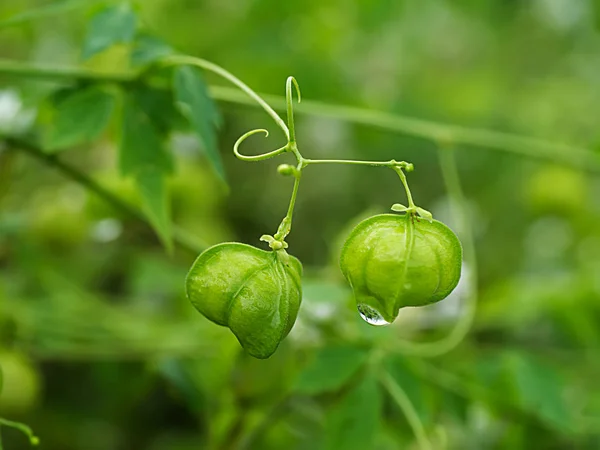 Green Balloon vine. — Stock Photo, Image