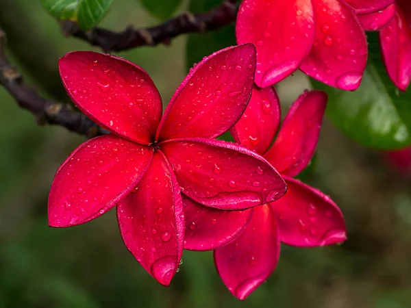 Fiori di Plumeria rossa sull'albero . — Foto Stock