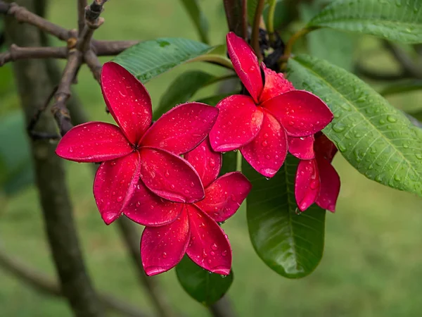 Plumeria czerwone kwiaty na drzewo. — Zdjęcie stockowe