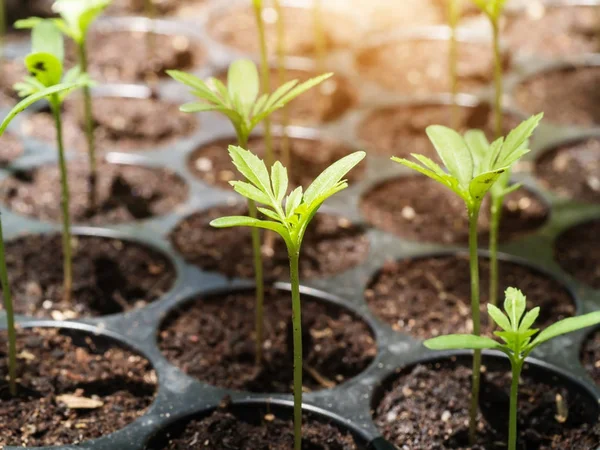 As sementes de broto de calêndulas são cultivadas . — Fotografia de Stock