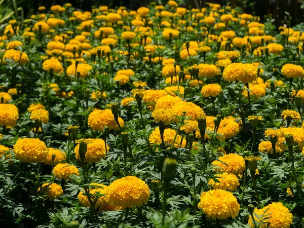 Gelbe Ringelblumen blühen im Garten. — Stockfoto