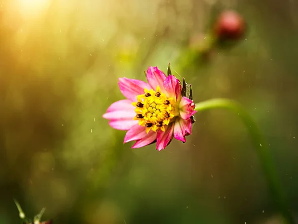 Små rosa kosmos blomma — Stockfoto