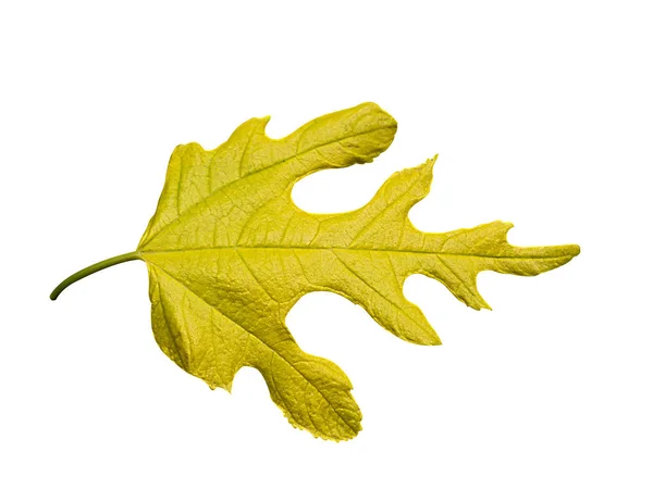 Feuille de mûrier jaune — Photo