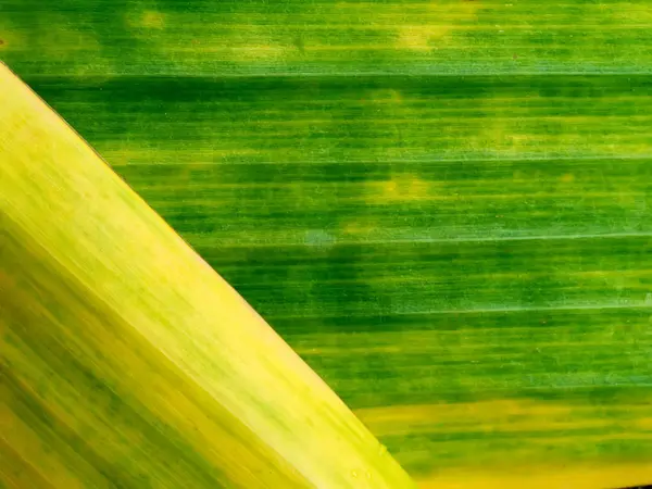 Fundo abstrato de folha de banana velha — Fotografia de Stock