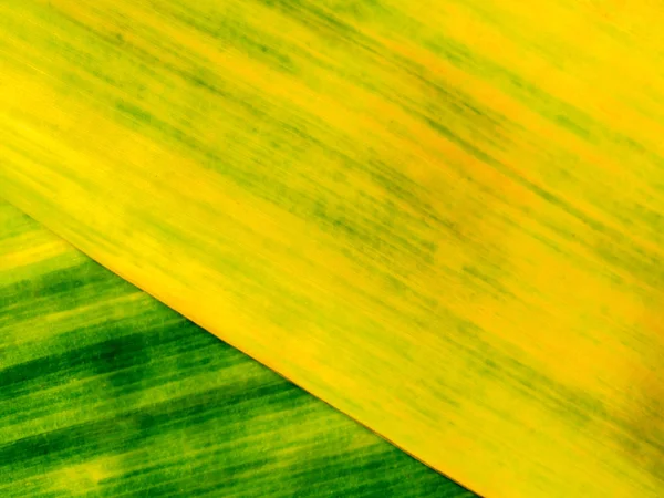 Fundo abstrato de folha de banana velha — Fotografia de Stock