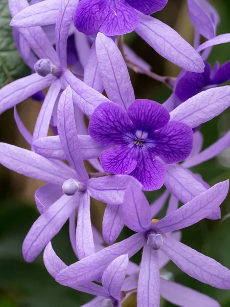 Fialové květy Petrea na stromě. — Stock fotografie