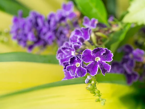 Golden dew drop flower — Stock Photo, Image