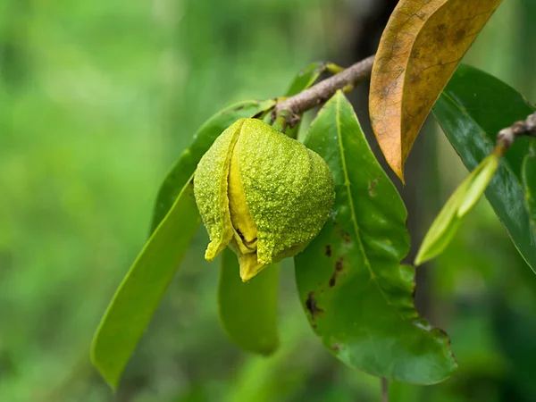 Flor de guanábana, Manzana flaca . — Foto de Stock