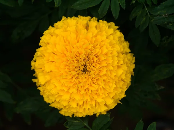 Gele Tagetes bloem in de tuin. — Stockfoto