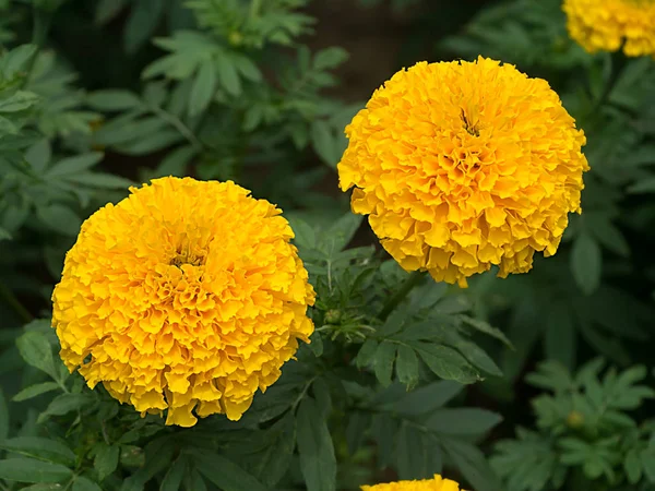 Gelbe Ringelblumen blühen im Garten. — Stockfoto