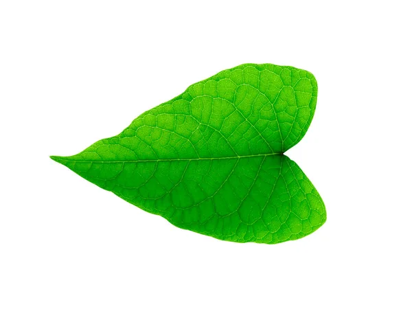 Zbliżenie zielony liść na białym tle. — Zdjęcie stockowe