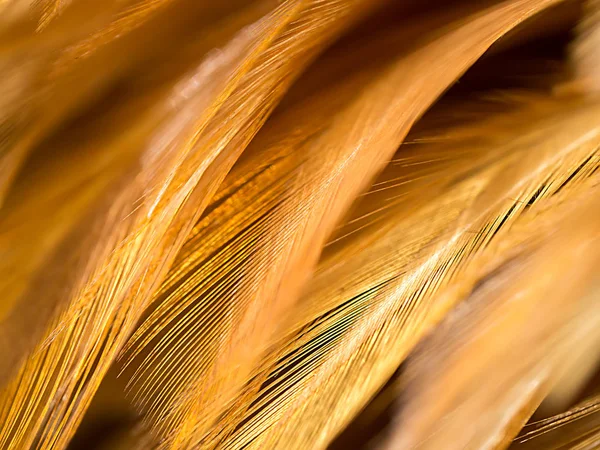 Close up abstract feather background — Stock Photo, Image