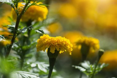 Sarı marigolds Çiçek bahçesinde.