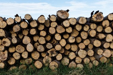 Çam ağaçları sanayi için