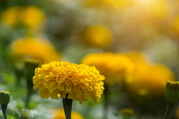 Marigolds κίτρινο λουλούδι στον κήπο. — Φωτογραφία Αρχείου