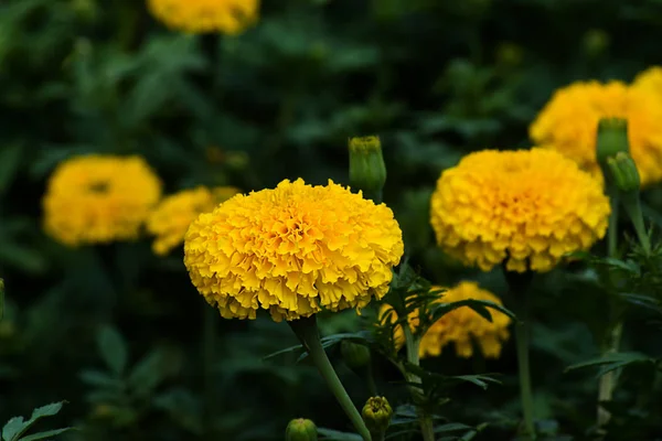 Flor de calêndula amarela no jardim . — Fotografia de Stock