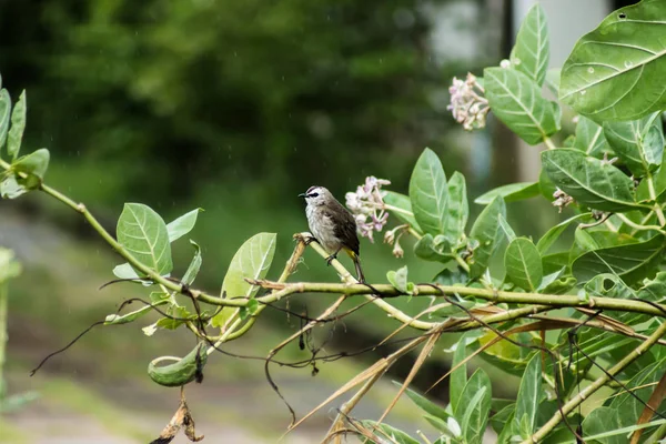 Un pájaro en el árbol en la lluvia con grano . — Foto de Stock