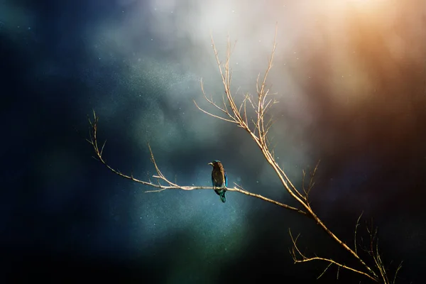 Een vogel op boom in neerslag met korrel. — Stockfoto