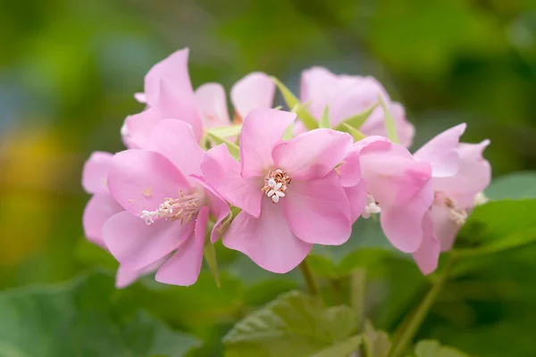 Růžový květ Dombeya na stromě. — Stock fotografie