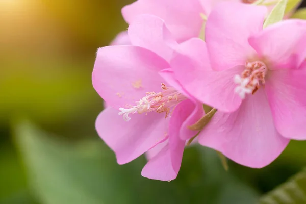 Różowy kwiat Dombeya na drzewo. — Zdjęcie stockowe