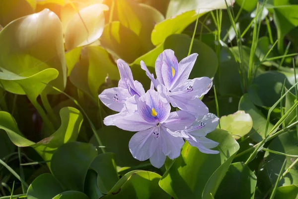 Primo piano del fiore del giacinto dell'acqua . — Foto Stock