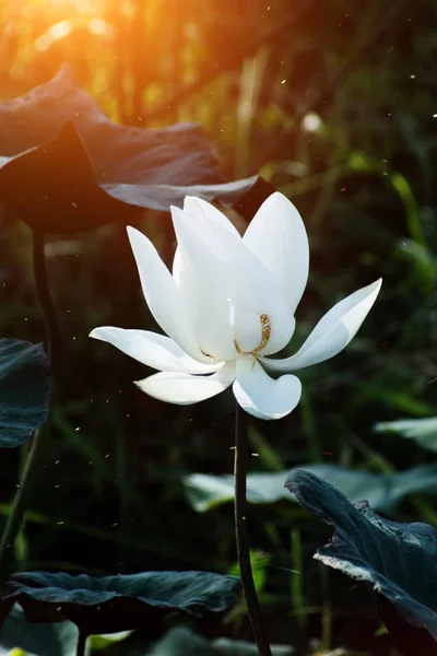 美しい白い蓮の花 — ストック写真