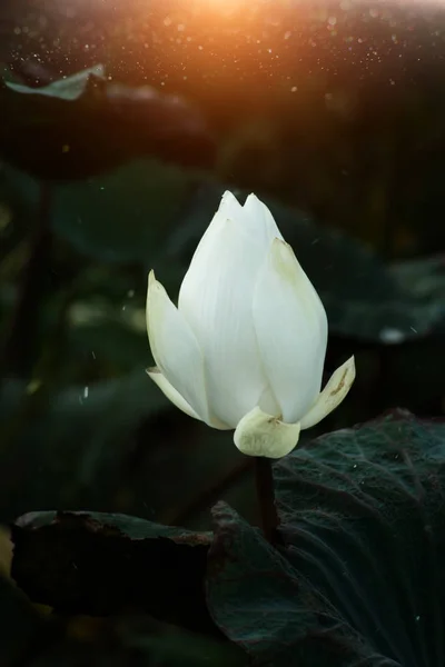 Belle fleur de lotus blanc — Photo