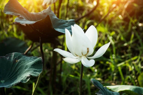 Bellissimo fiore di loto bianco — Foto Stock