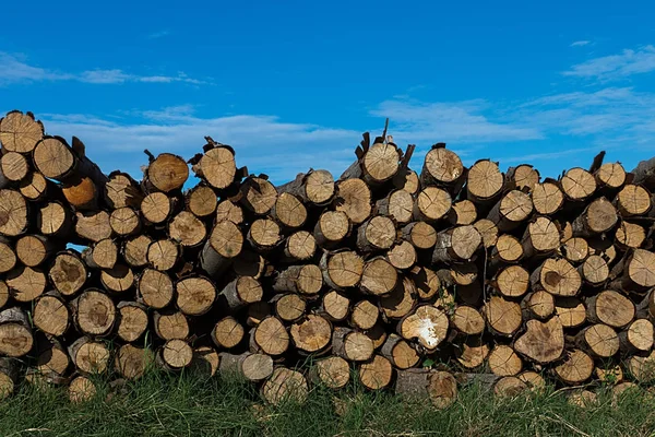 工業用の松の木 — ストック写真