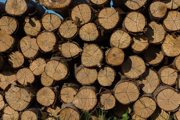 工業用の松の木 — ストック写真