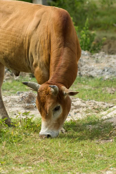 Grote koe Eet gras — Stockfoto