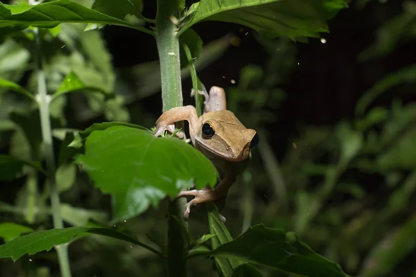 Grenouille brune — Photo