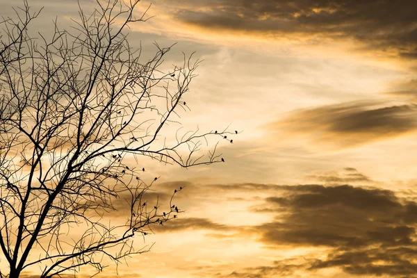 Silhouette nera di uccello — Foto Stock