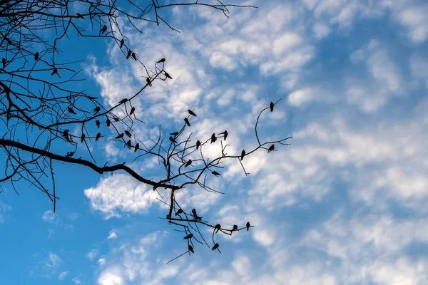 Silhouette nera di uccello — Foto Stock