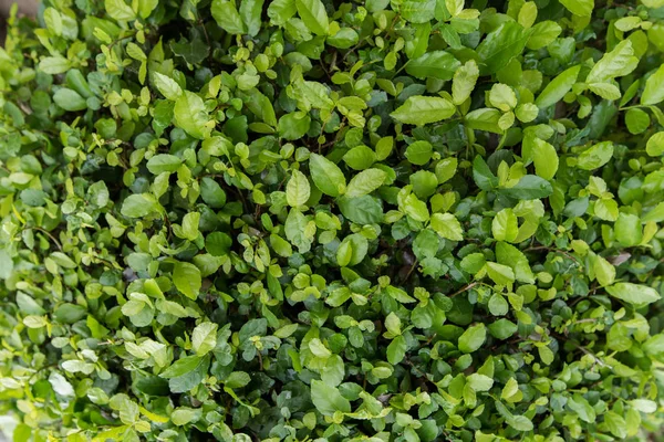 Hoja verde en el jardín —  Fotos de Stock