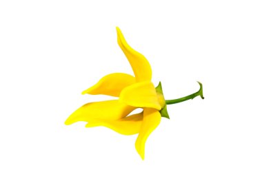 Artabotrys siamensis çiçek.