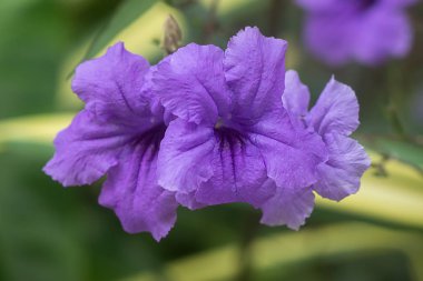 ruellia tuberosa çiçek