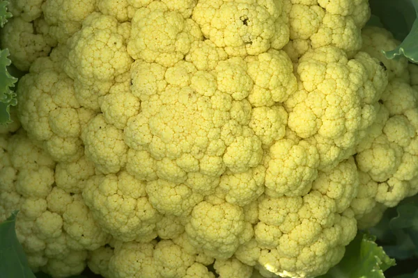 Cauliflower in agricultural plots
